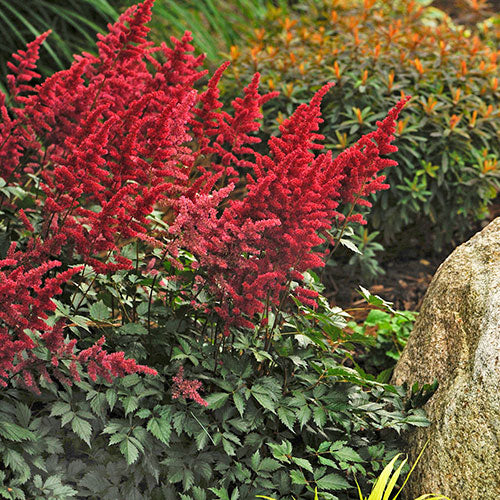 Astilbe Fanal 1G