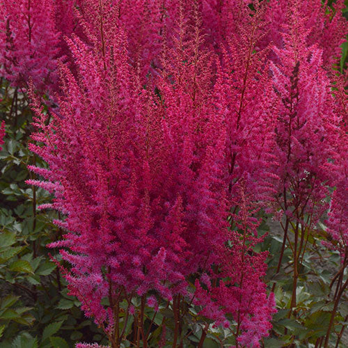 Astilbe Mighty Chocolate Cherry 1G