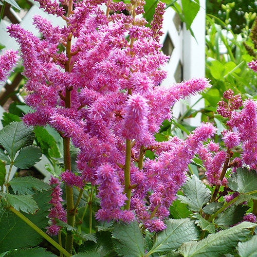 Astilbe Visions In Pink