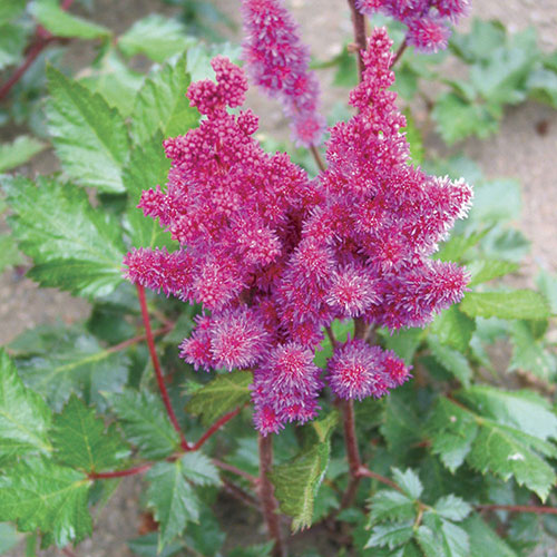 Astilbe Visions In Red