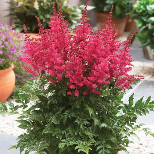 Astilbe Carmine 1G