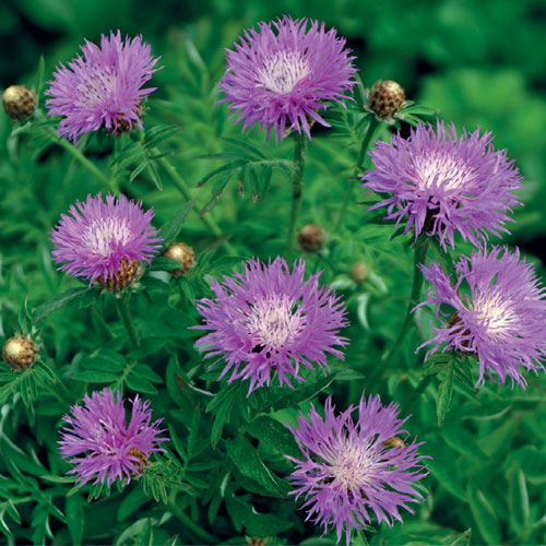 Cornflower Persian Rose 1G