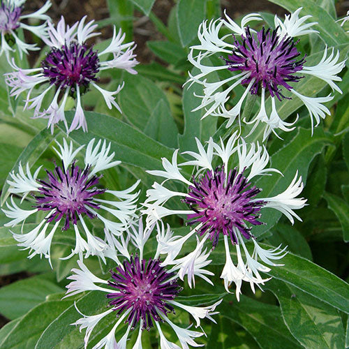 Cornflower Amethyst in Snow 1G