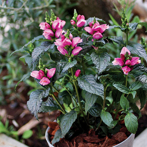 Turtlehead Pink  4" Pot