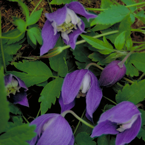 Clematis Pamela Jackman  1G