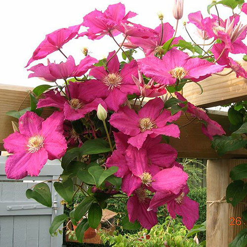 Clematis Ernest Markham 1G