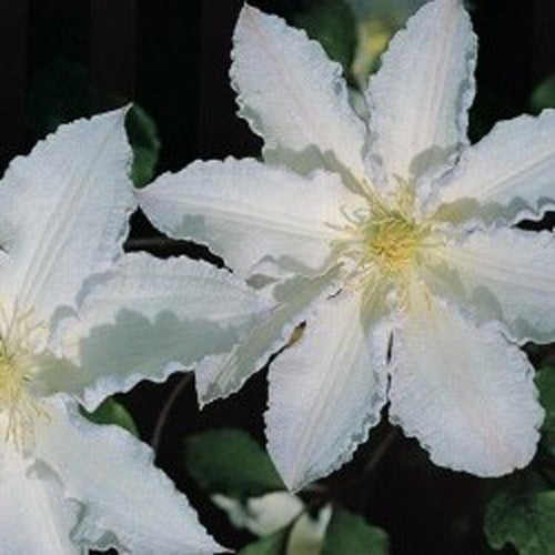 Clematis Gillian Blades 1G