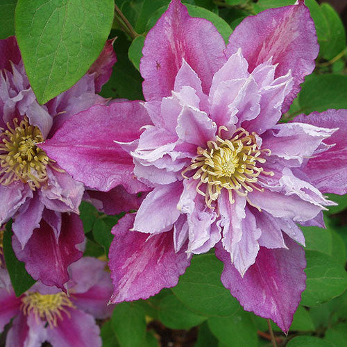 Clematis Piilu Little Duckling 1G