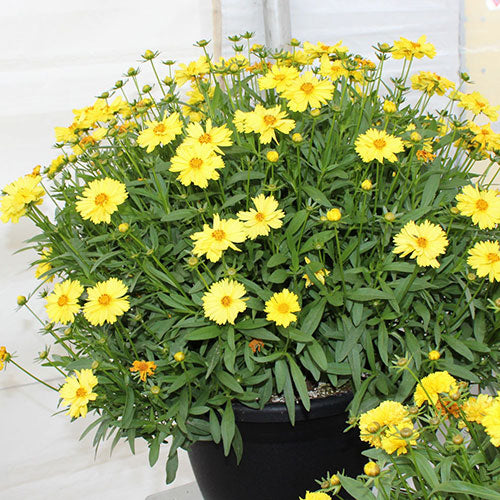 Coreopsis Leading Lady Lauren Tickseed 1G