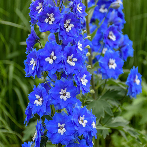 Delphinium Cobalt Dreams 1G