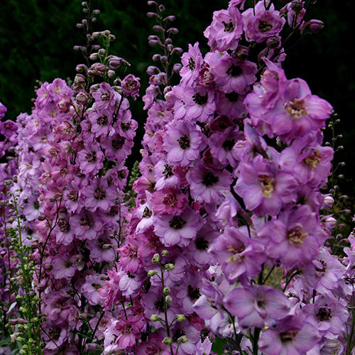 Delphinium Rose  White Bee 1G