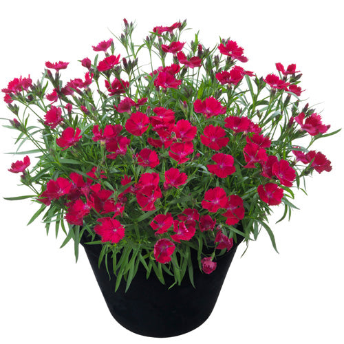 Dianthus Pinks Tyra Beauties 1G