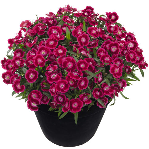 Dianthus Pinks Olivia Cherry 1G