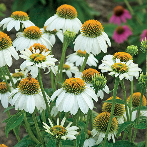 Echinacea PowWow White Coneflower 1G