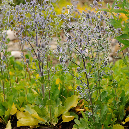 Blue Glitter Sea Holly 1G