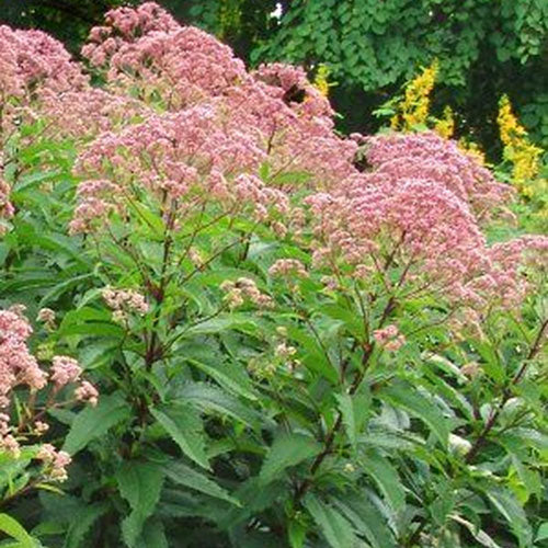 Joe Pye Weed Gateway 1G