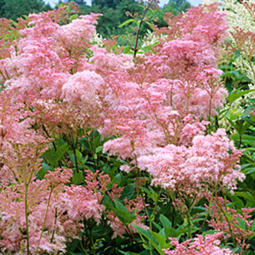 Meadowsweet Martha Washington  1G