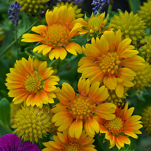 Gaillardia Blanket Flower Apricot 1G