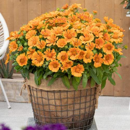 Gaillardia SpinTop Mango Blanket Flower 1G