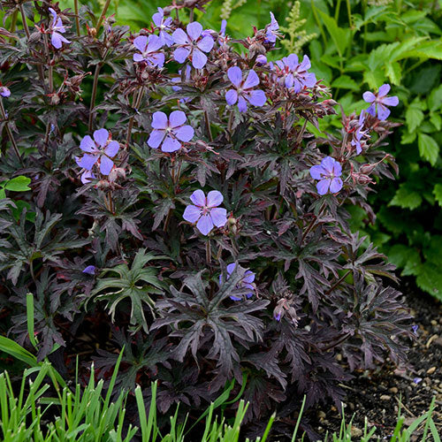 Cranesbill Dark Reiter 1G