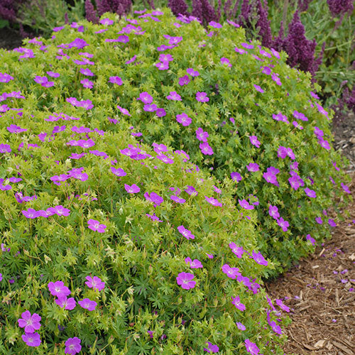 Cranesbill Intense 1G