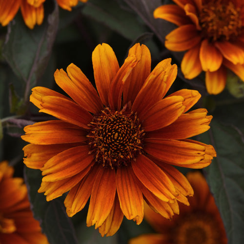 Heliopsis Summer Eclipse 4.5" Pot