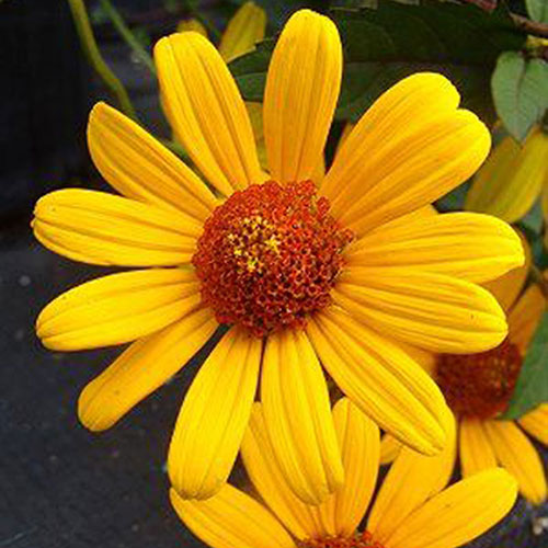 Heliopsis Summer Nights 4.5" Pot