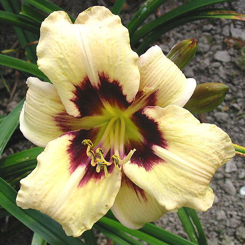 Daylily Moonlit Masquerade 1G