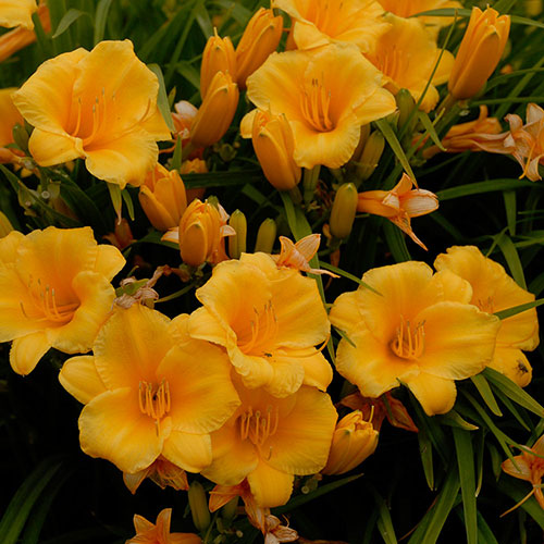 Daylily Stella d'Oro 1G