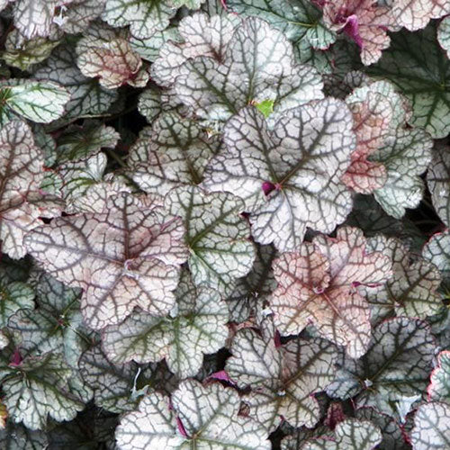 Coral Bells Silver 1G