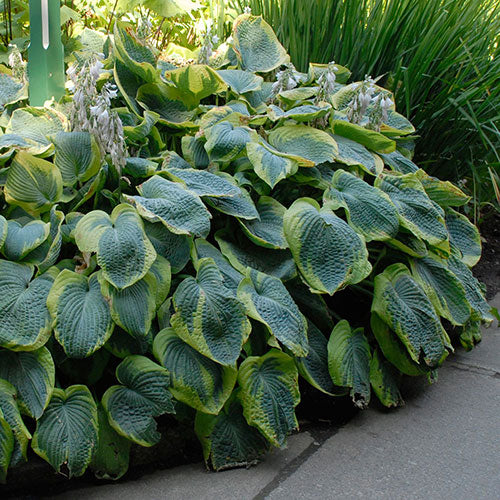 Hosta Frances Williams 2G