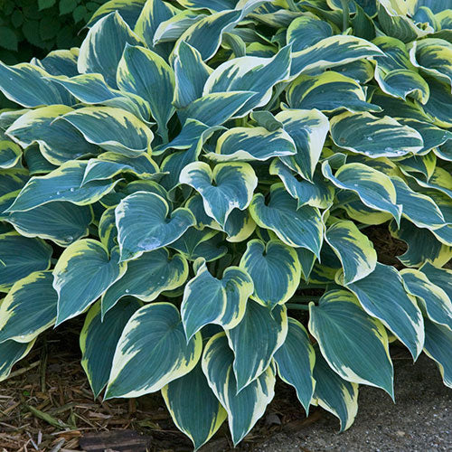 Hosta First Frost 1G