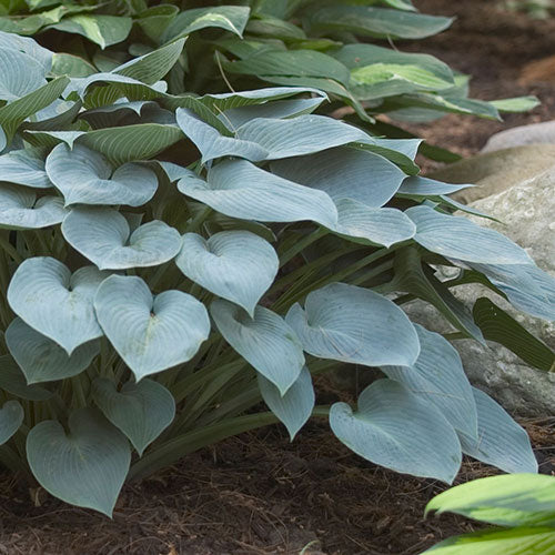 Hosta Halcyon 1G