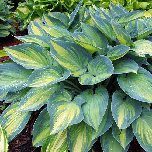 Hosta June  1G