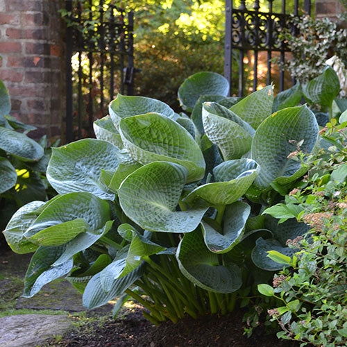 Hosta Drinking Gourd 1 Gallon