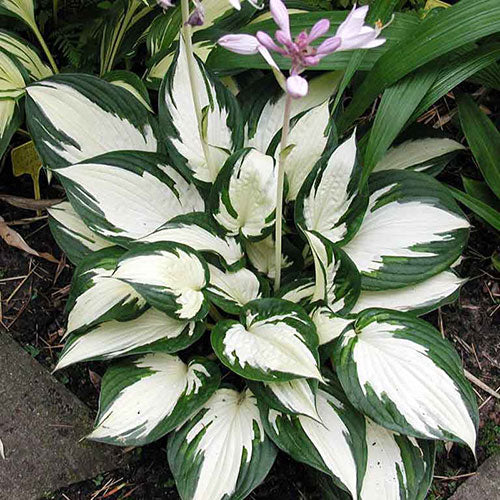 Hosta Fire and Ice 1G
