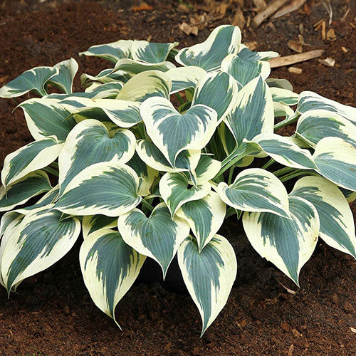 Hosta Firn Line 1 Gallon