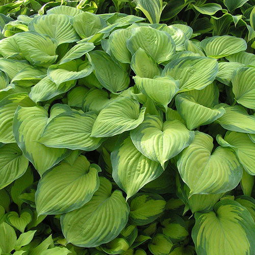 Hosta Guacamole 1G