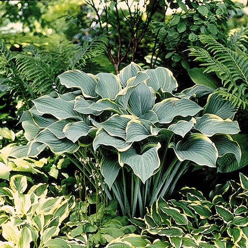 Hosta Regal Splendor 1 Gallon