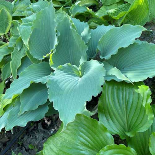 Hosta Skywriter 1G