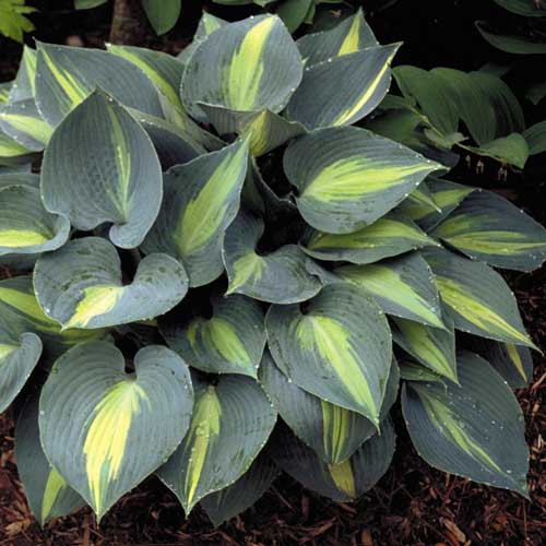 Touch of Class Hosta 1G