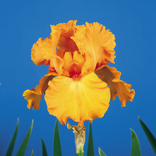 Iris Bearded Savannah Sunset 1G