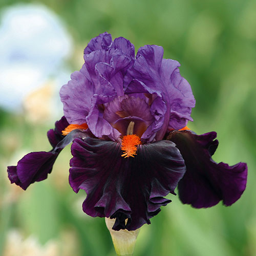 Iris Bearded Sharp Dressed Man 1G