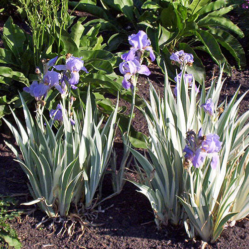 Iris Variegated 1G