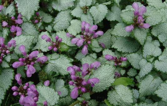 Lamium Beacon Silver 2 Gallon