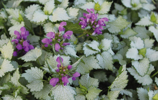 Lamium Purple Dragon 1G