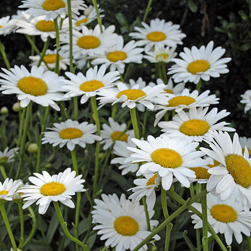 Daisy Shasta Sweet Daisy Becky 1G