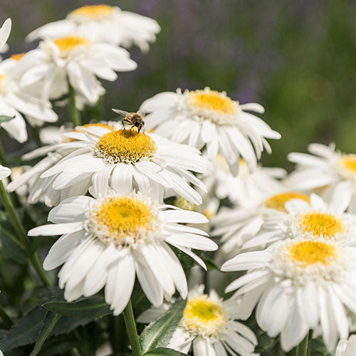 Daisy Shasta Sweet Daisy Birdy 1G