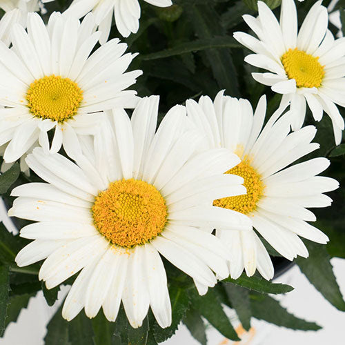 Daisy Shasta Christine 1G
