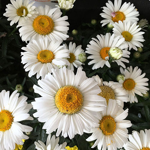 Daisy Sweet Daisy Jane Shasta 1G